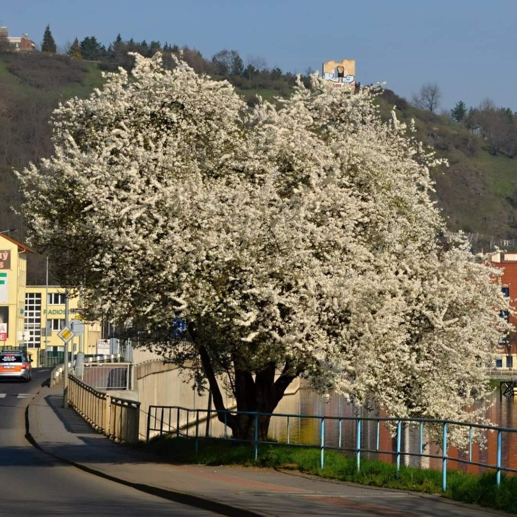 Vltava a její věrná trnka